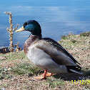 Mallard Duck