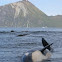 Killer Whale