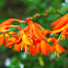 Crocosmia/ Montbretia
