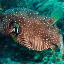 Stars and Stripes Puffer