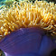 Magnificent Sea Anemone