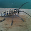 Cottonwood borer
