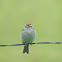 Chipping Sparrow