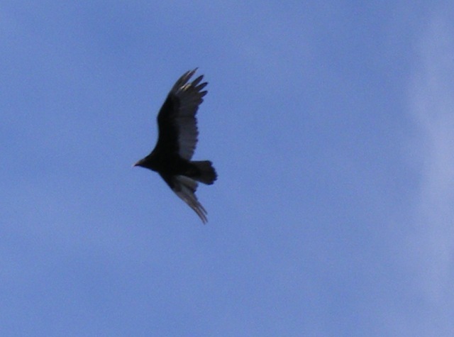 [Strange bird_edited[3].jpg]