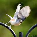 Tufted titmouse