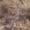 Kori Bustard
