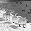 Trumpeter Swans