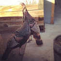 Turkey