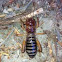 Jerusalem Cricket
