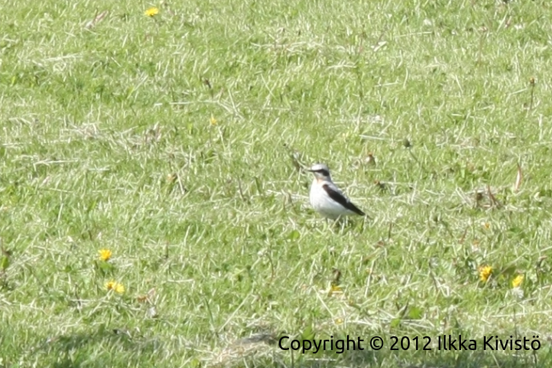 Northern Wheatear