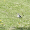 Northern Wheatear