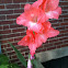 Gladiolus