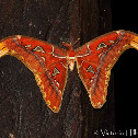 Atlas Moth