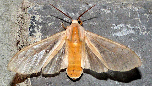 Spotting Image 1