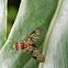Fruit Fly