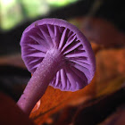 Amethyst Deceiver