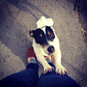Jack russel