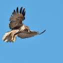Red-tailed Hawk