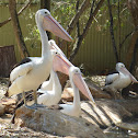 Australian Pelican