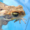 Sapo, Cane toad