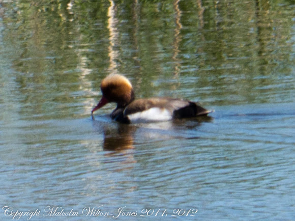 Spotting Image 1
