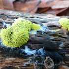 Slime mold?