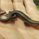 skink