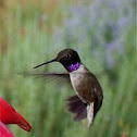 Black-chinned Hummingbird
