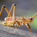 Lubber Grasshopper
