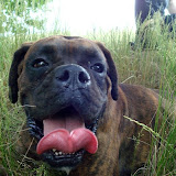 Paker,bokser,4 lata,�agodny,towarzyski