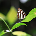 Common Sailer