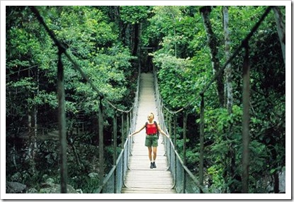 rainforest-bridge
