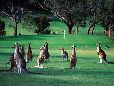 [AUSTRALIA[5].jpg]