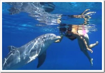 DolphinSwim