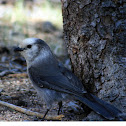Gray Jay
