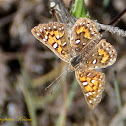 Behr's Metalmark