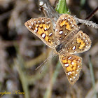 Behr's Metalmark