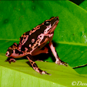 Harlequin frog