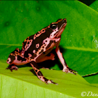 Harlequin frog
