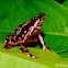 Harlequin frog