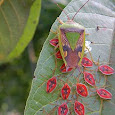 Brooding behavior in insects and other invertebrates