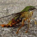Pellucid Hawk Moth