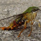 Pellucid Hawk Moth