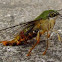 Pellucid Hawk Moth