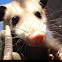 Opossum or possum