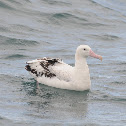 Albatros