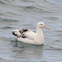 Albatros