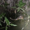 Western cottonmouth
