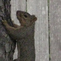 Eastern Gray Squirrel