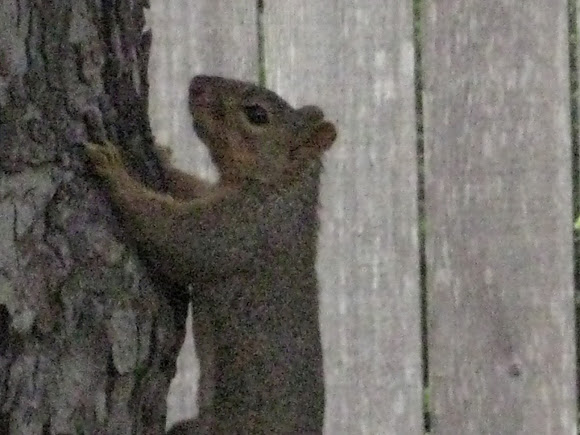 Spotting Image 1